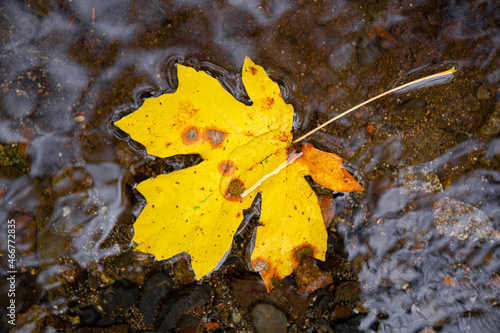 A single fallen yellow maple leaf floating on water in autumn