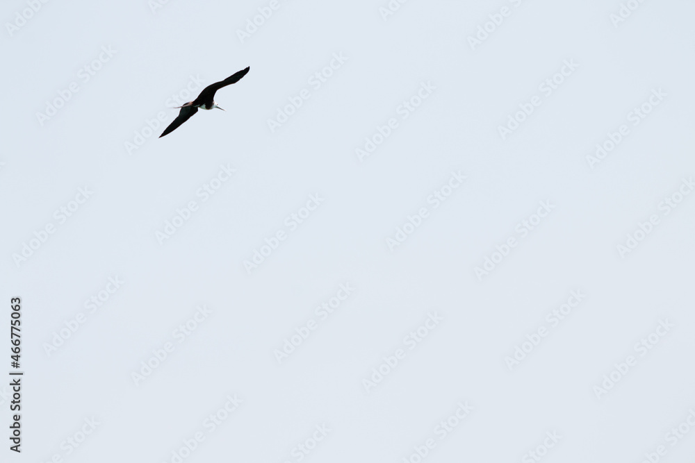 Seagull flying away on the sky Seagull flying away on the sky