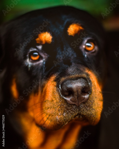 Dog face