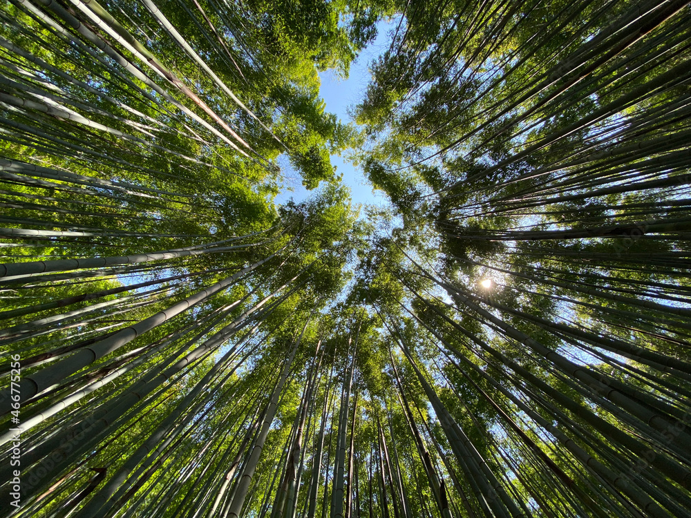 Boseong bamboo forest, South Korea Boseong bamboo forest, South Korea