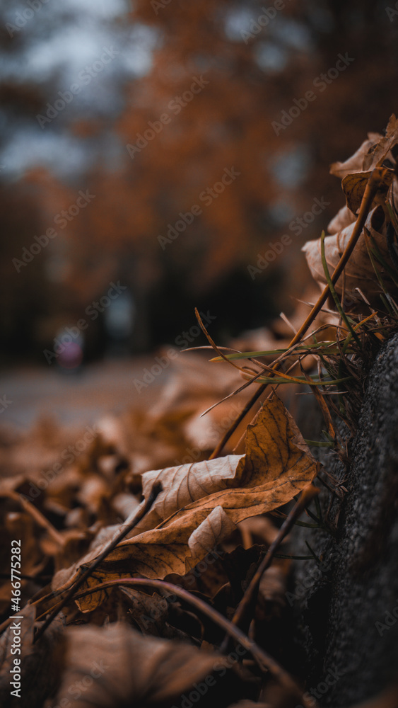 Herbstblätter auf dem Gehweg