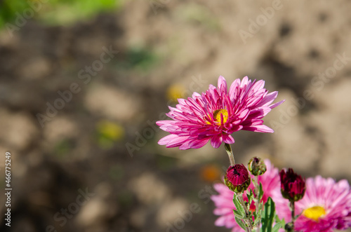 Violet flowers in the sunlight with copy space. Bright purple chrysanthemum bush with buds and green leaves. The concept of growing flowers. Seasonal autumn flowers.
