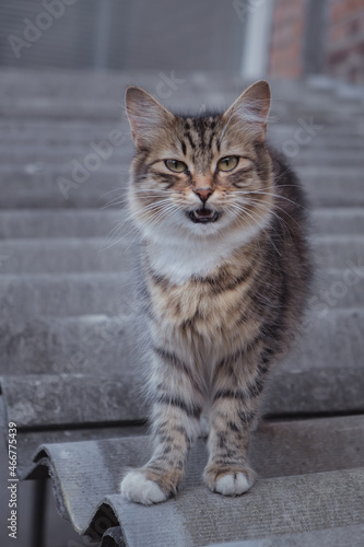 Young cat standing on the slate in summer town backyard