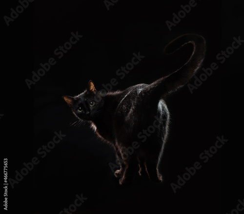 Fotografie A beautiful adult black cat turned around and looked back in surprise, looking at the animal's camera