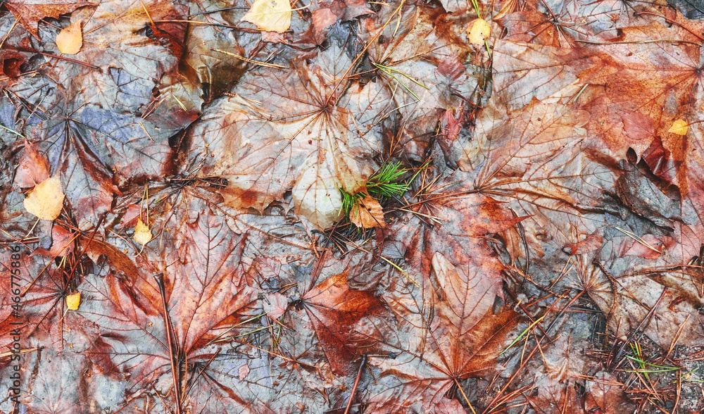 Wet autumn leaves on ground, nature background.