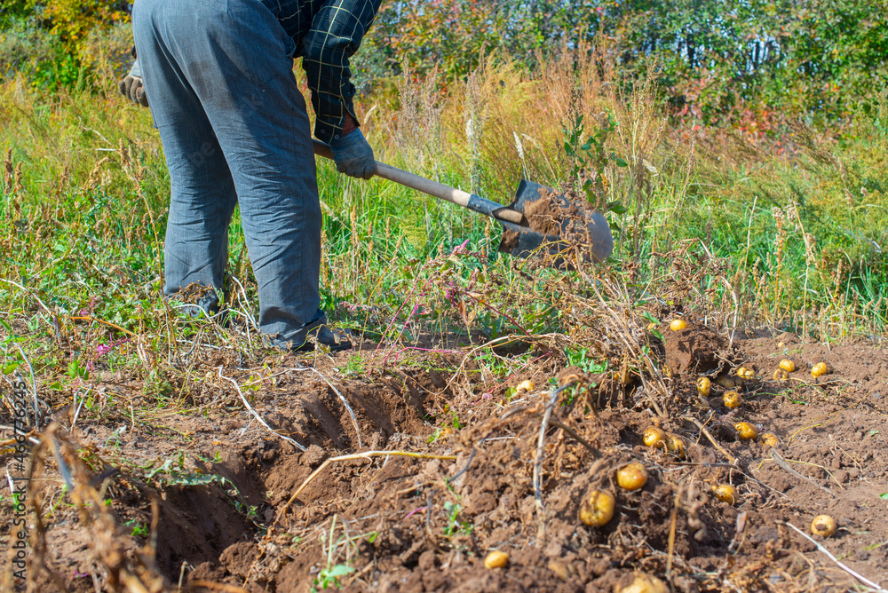 potatoes are dripping in the garden with a shovel. High quality photo potatoes are dripping in the garden with a shovel. High quality photo