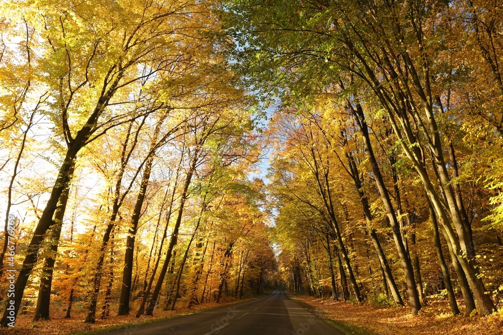 Country road among oaks on a sunny autumn morning