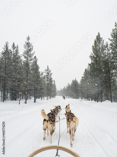 Husky sledding experience in the snowy forests of Ivalo in Finnish Lapland  © Mara