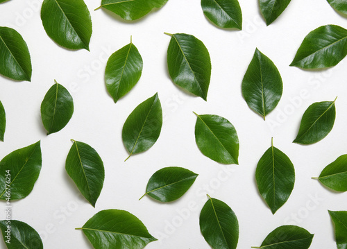 Green leaves isolated on white