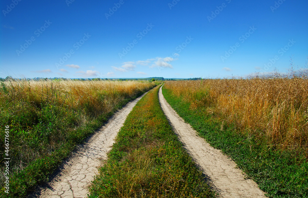 Naklejka premium road in field
