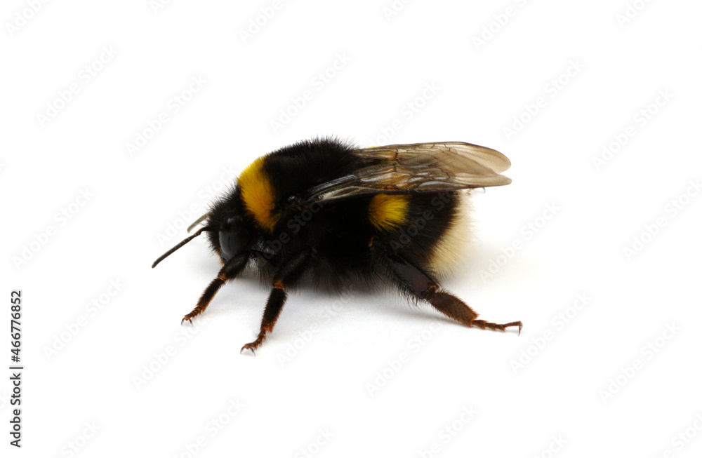 Bumblebee (Bombus) insect isolated on white Bumblebee (Bombus) insect isolated on white