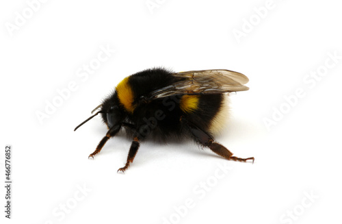 Bumblebee (Bombus) insect isolated on white