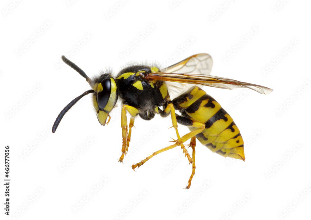 wasp on white wasp on white