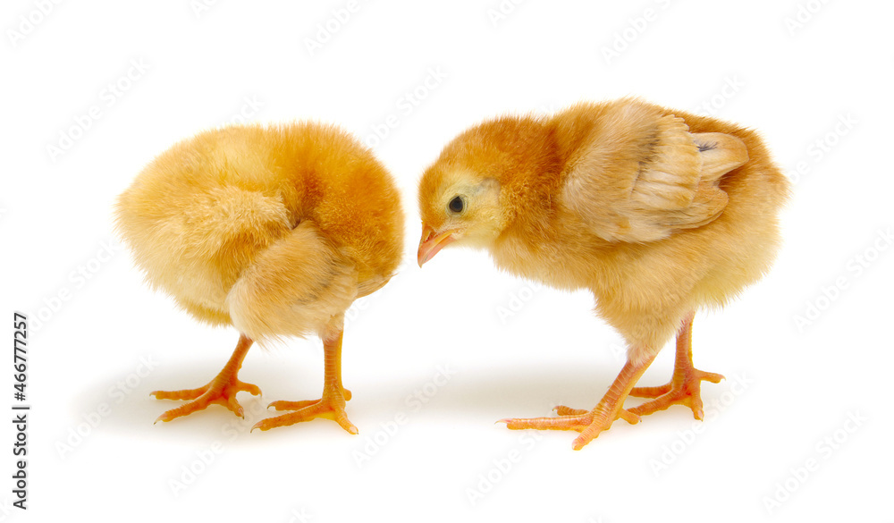 Fototapeta premium Chicks isolated on white