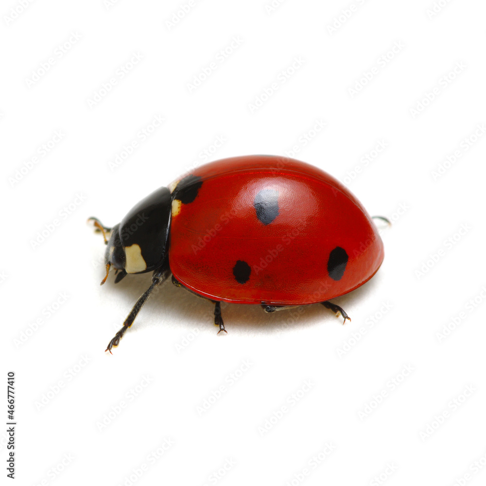 Ladybird on white Ladybird on white
