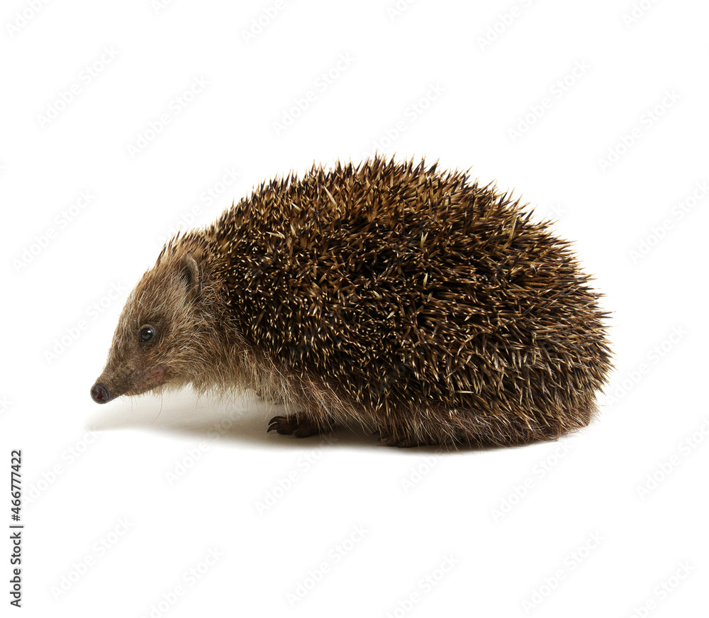 Obraz premium Hedgehog isolated on white