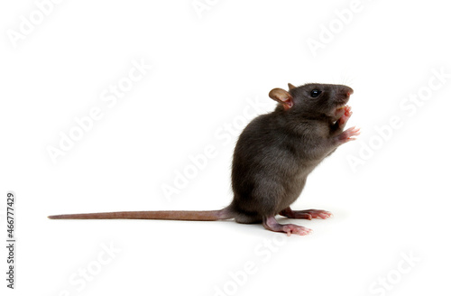 Rat standing on its hind legs isolated on white © Alekss