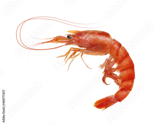  tiger shrimp isolated on white background