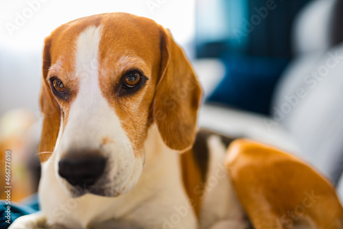 Young brown dog sleeping on a sofa - cute pet photography - beagle dog relaxed in the house