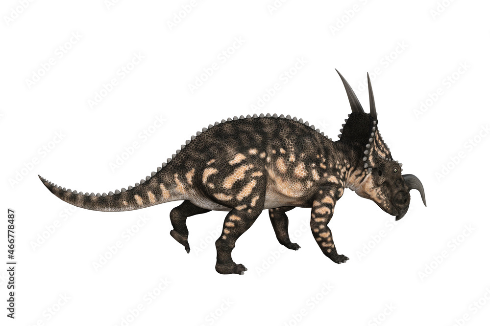 Fototapeta premium Einiosaurus in different angles and poses rendered on white background, 3D rendering illustration.