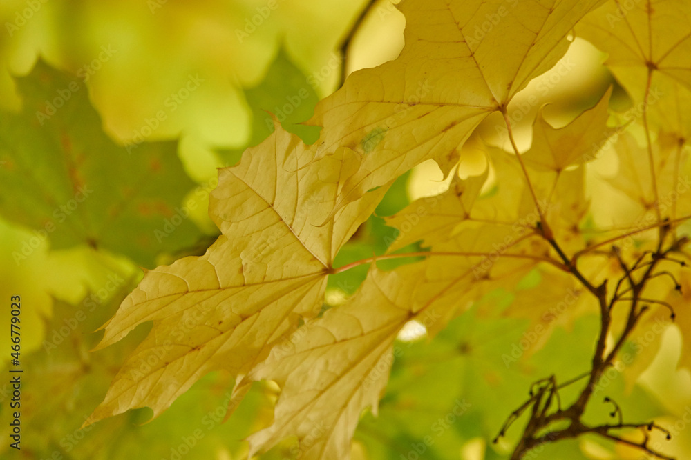 Yellow maple leaves on a branch. Autumn foliage. Yellow maple leaves on a branch. Autumn foliage.