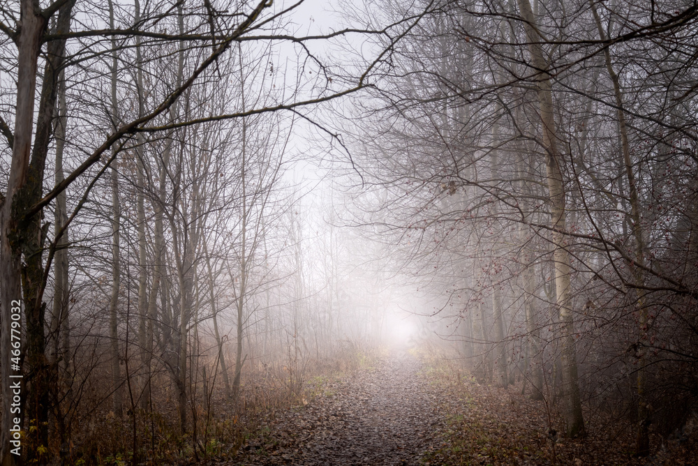 Fototapeta premium thick fog hung over forest road