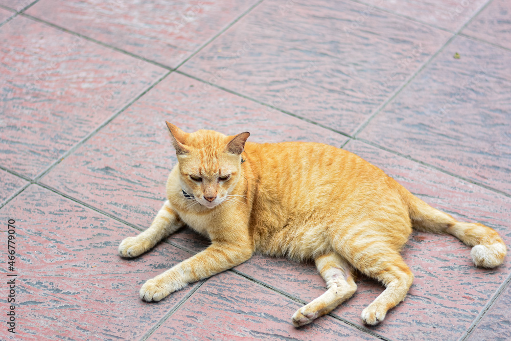 Fototapeta premium Portrait of ginger yellow cat sitting on the road