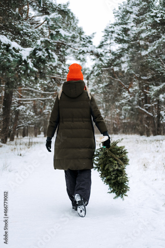 Back view of woman in red hat carrying Christmas tree and walkng in snow winter park. Preparing for Christmas, picking, selecting, choosing Christmas tree photo