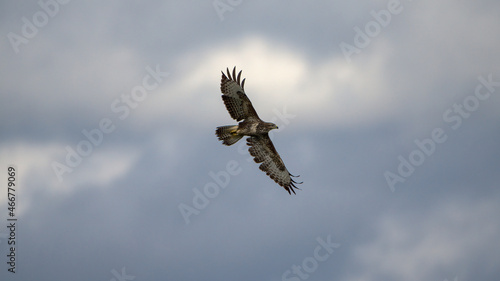 Buzzard in flight wings out 