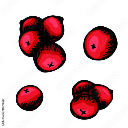 Vector hand drawing set of red berries. Isolated object on white background. Elements for design, decoration.