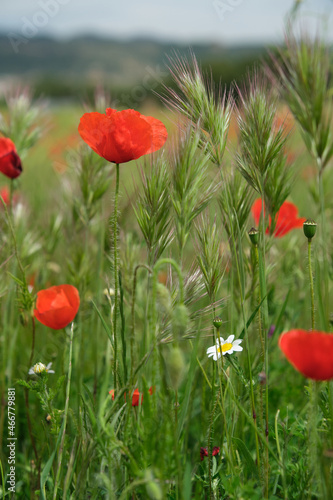 wild red poppies in the grass
