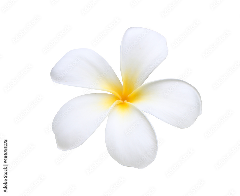 Naklejka premium frangipani flowers isolated on white