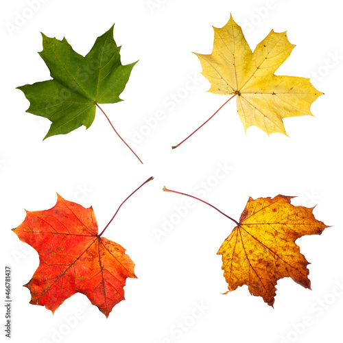 Maple leaf cycle summer to autumn isolated