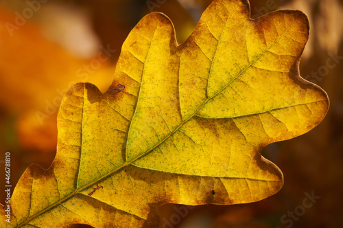 Yellow oak leaf Autumn yellow oak leaf background. Plant and botany nature texture.