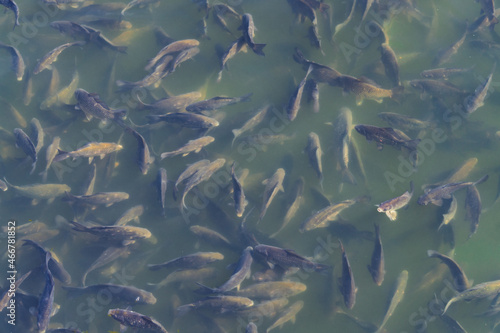 Industrial fish farming. School of fish in the water 