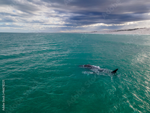 Aerial view of two southern right whales swimming freely in De Hoop Marine Protected Area, Western Cape, South Africa. photo