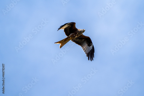Red kite  bird of prey  close up in the air on a sunny day