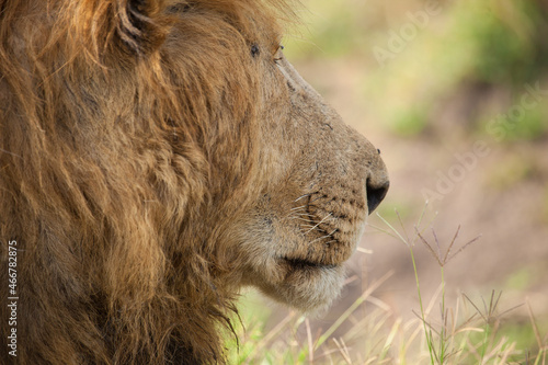 Foto Extreme closeup of a male lion with a huge shaggy mane in Kenya, Africa