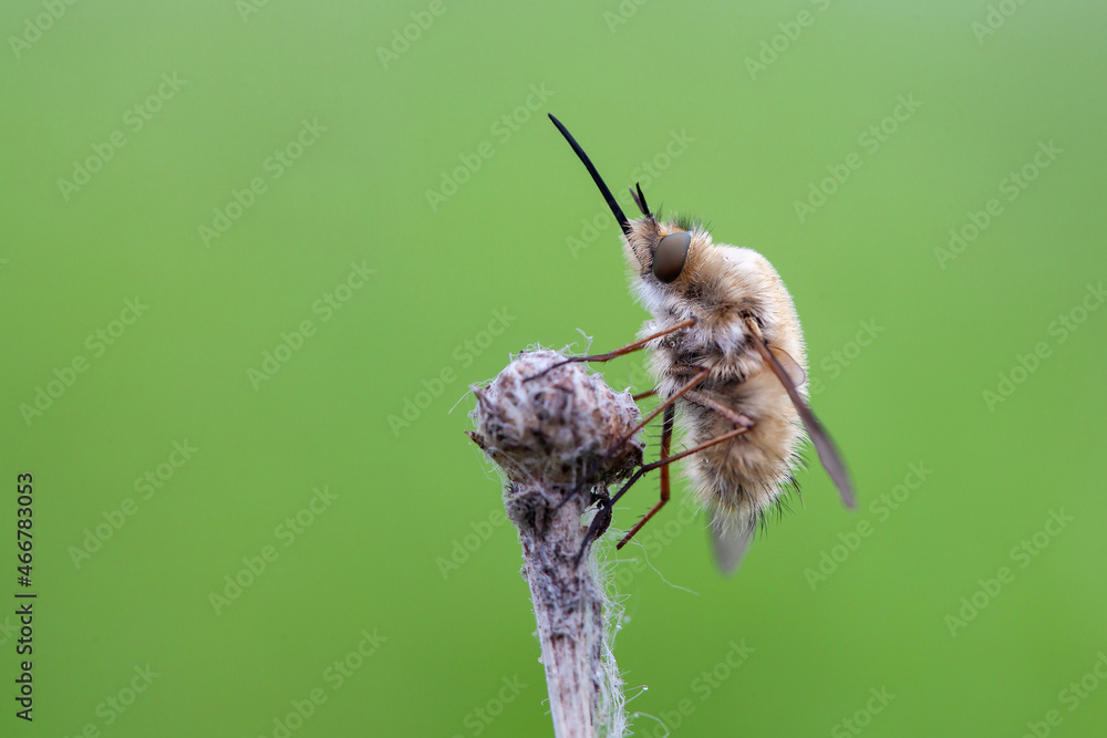 The Bombyliidae are a family of flies. Their common name are bee flies or humbleflies The Bombyliidae are a family of flies. Their common name are bee flies or humbleflies