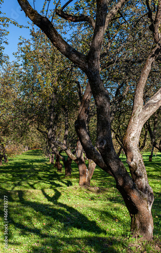 bare apple tree standing in autumn park