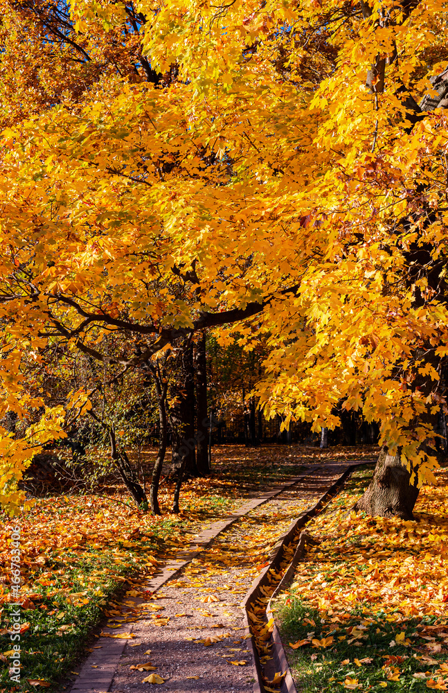 path leading into the thick of the autumn park