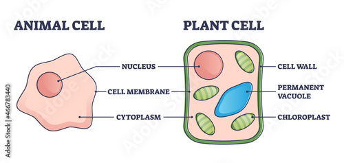 Animal vs plant cell structure comparison with differences outline diagram. Labeled educational inner anatomy description with membrane, cytoplasm and chloroplast in cross section vector illustration. photo