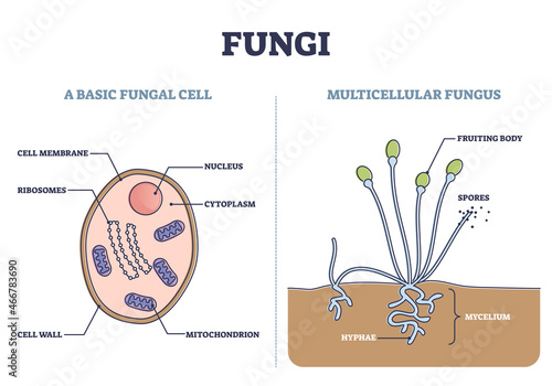 Fungi as basic fungal cell and multicellular fungus structure outline diagram. Biological microscopic organism inner parts vs fruiting body or mushroom with spores and mycelium vector illustration.