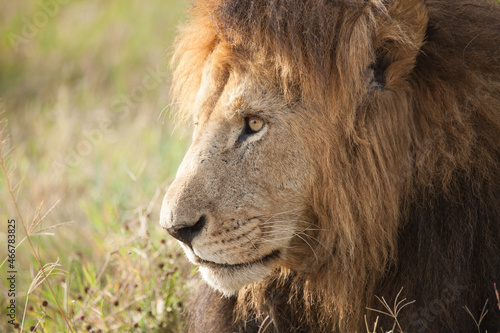 Extreme closeup of a male lion with a huge shaggy mane in Kenya  Africa