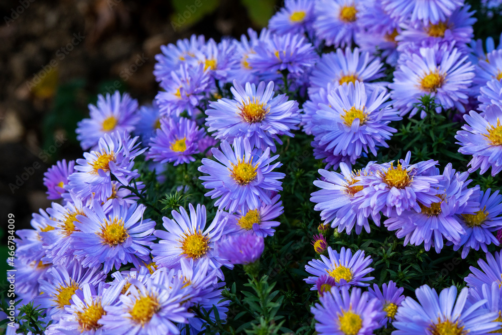 Blue aster perennial or chrysanthemums, floral background Blue aster perennial or chrysanthemums, floral background