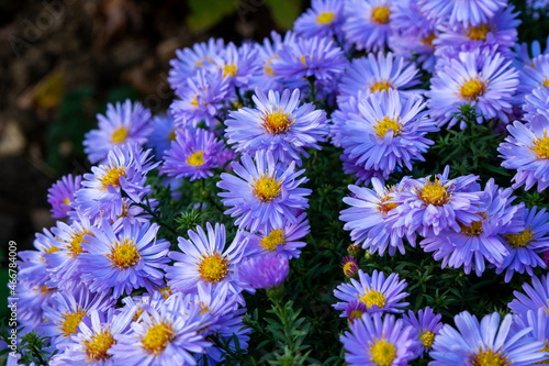 Blue aster perennial or chrysanthemums  floral background