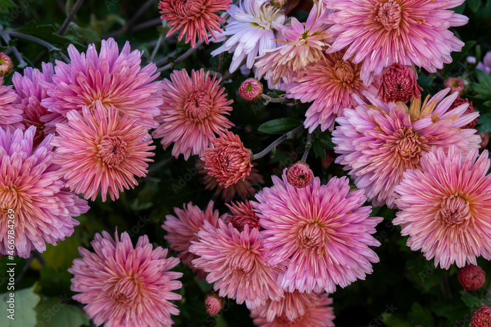 Close-up view of autumn red chrysantemum flowers. Macro photography of nature. Bright autumn flowers. Close up view of chrysantemum. Close-up view of autumn red chrysantemum flowers. Macro photography of nature. Bright autumn flowers. Close up view of chrysantemum.