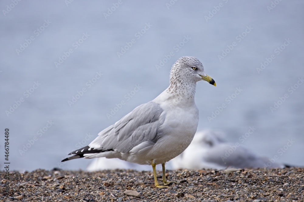 Obraz premium Ring billed gull standing on a beach.
