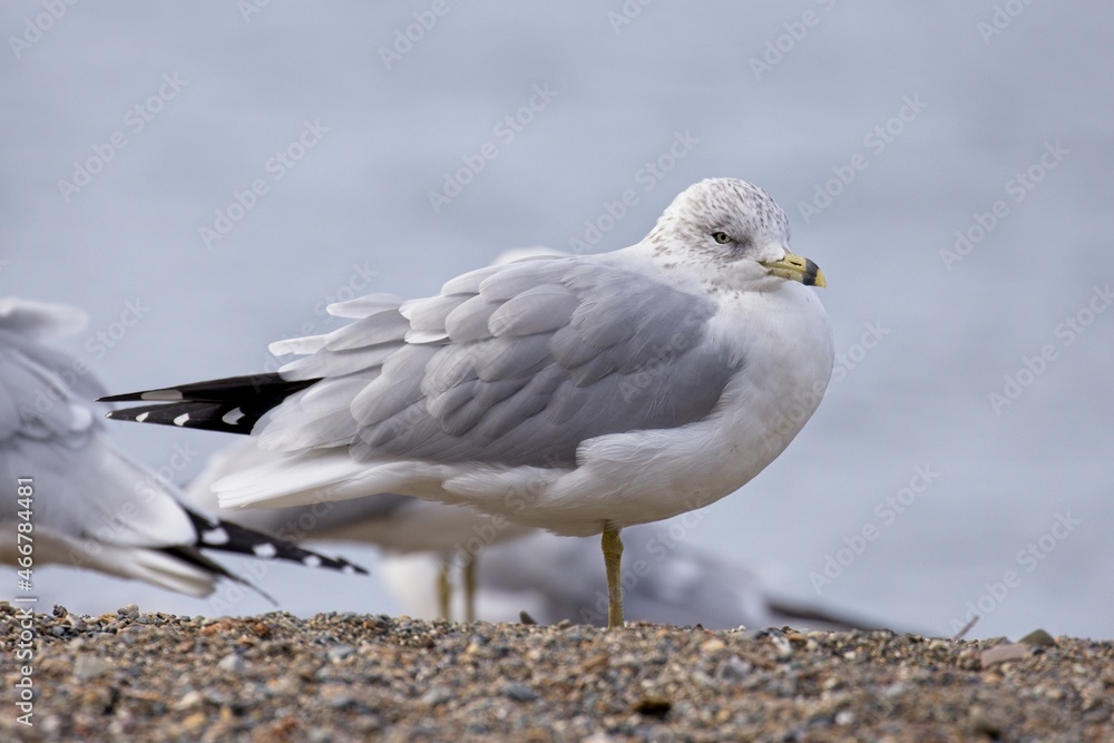 Ring billed gull on a windy day. Ring billed gull on a windy day.
