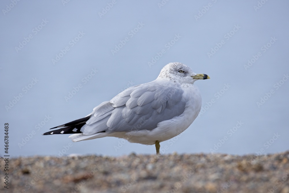 Fototapeta premium Sideview of gull standing on bench.